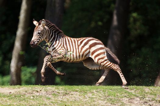 Zebra running in Arnhem Zoo.