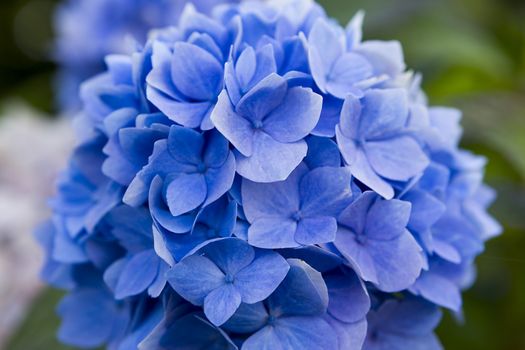 blue hydrangea