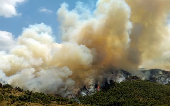 Fire in forest areas in Viotia in Central Greece