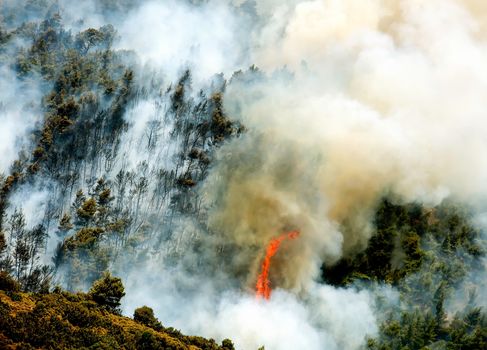 Fire in forest areas in Viotia in Central Greece