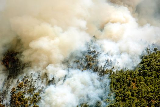 Fire in forest areas in Viotia in Central Greece