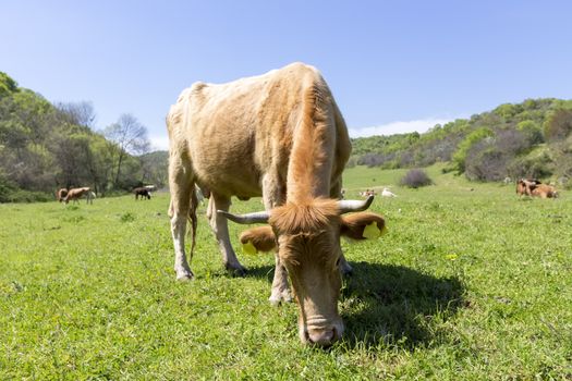 A brown Cow is grazing in the green mountains 