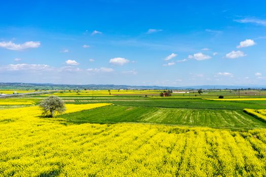 aerial view rural landscape with blooming rape at the north Greece