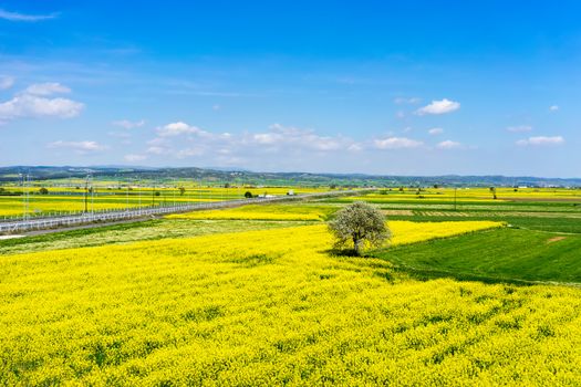 aerial view rural landscape with blooming rape at the north Greece