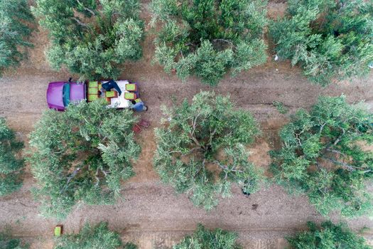 Olives harvesting in a field in Chalkidiki,  Greece