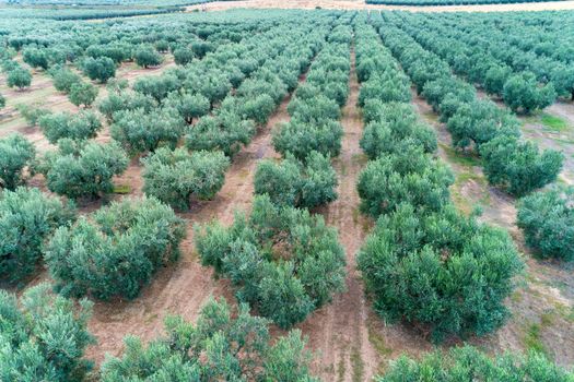 Olives harvesting in a field in Chalkidiki,  Greece