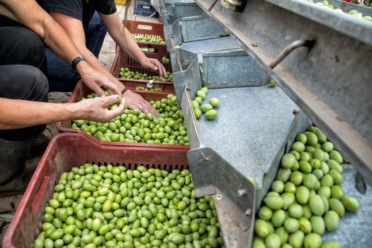 Hand sorting out collected green olives in Chalkidiki,  Greece