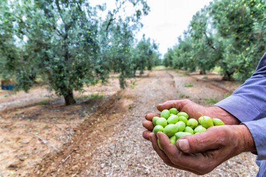 Olives harvesting in a field in Chalkidiki,  Greece