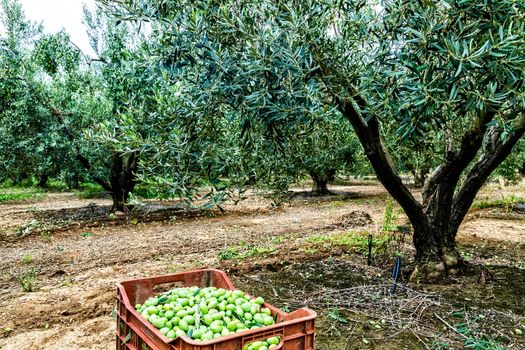 Ripe green olives collected in box, in Chalkidiki,  Greece