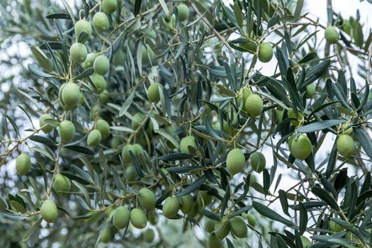 Olives harvesting in a field in Chalkidiki,  Greece