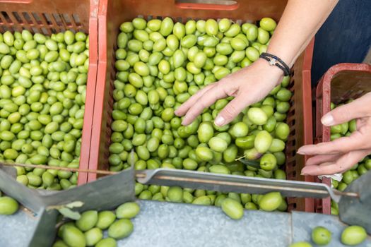 Hand sorting out collected green olives in Chalkidiki,  Greece