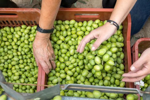 Hand sorting out collected green olives in Chalkidiki,  Greece