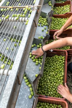 Hand sorting out collected green olives in Chalkidiki,  Greece