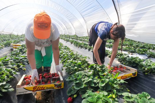 Manolada, Ilia, Greece - March 3, 2016: Immigrant seasonal farm workers (men and women, old and young) pick and package strawberries directly into boxes in the Manolada  of southern Greece.