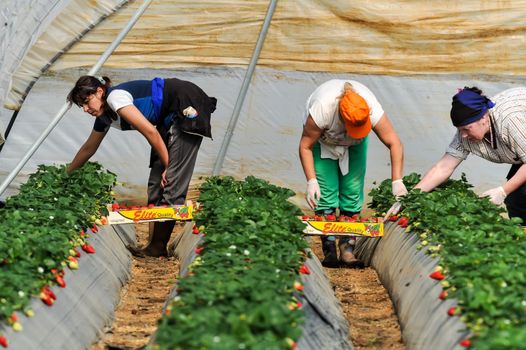 Manolada, Ilia, Greece - March 3, 2016: Immigrant seasonal farm workers (men and women, old and young) pick and package strawberries directly into boxes in the Manolada  of southern Greece.
