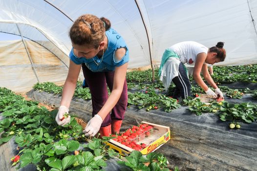 Manolada, Ilia, Greece - March 3, 2016: Immigrant seasonal farm workers (men and women, old and young) pick and package strawberries directly into boxes in the Manolada  of southern Greece.