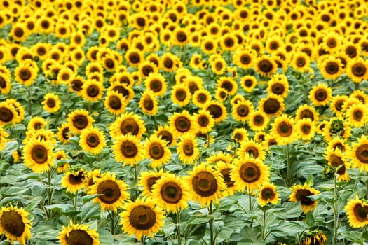 Beautiful sunflower field in summer (sunflowers)