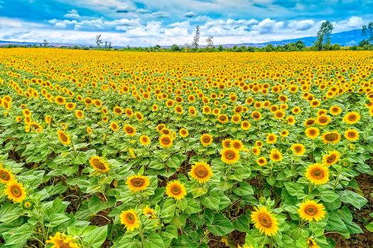 Beautiful sunflower field in summer (sunflowers)