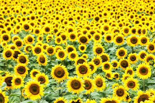 Beautiful sunflower field in summer (sunflowers)