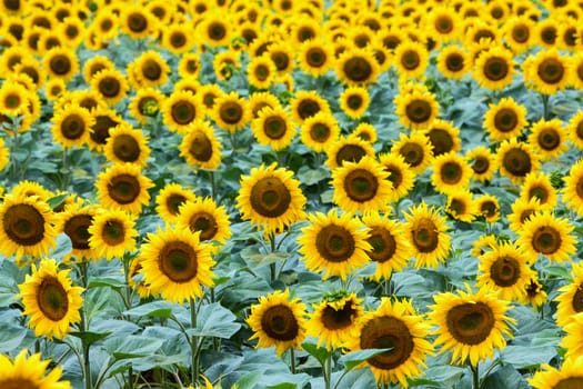 Beautiful sunflower field in summer (sunflowers)