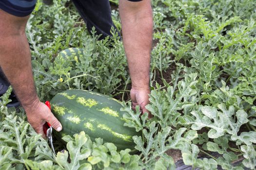 melon field with heaps of ripe watermelons in summer