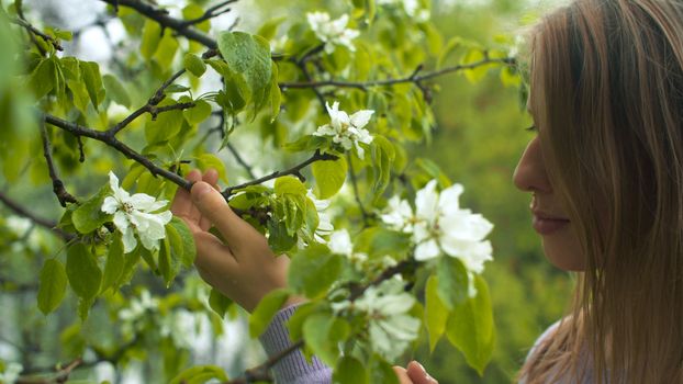 Close up profile portrait of beautiful woman in the garden near apple tree in blossom. She is watching flowers. Beauty in nature. Real people