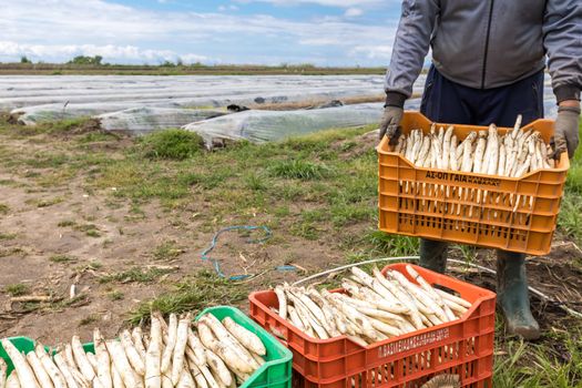 Xrisoupoli, Kavala, Greece - April 18, 2017: Immigrant seasonal farm workers (men and women) during harvesting white asparagus in the Xrisoupoli of Northern Greece.