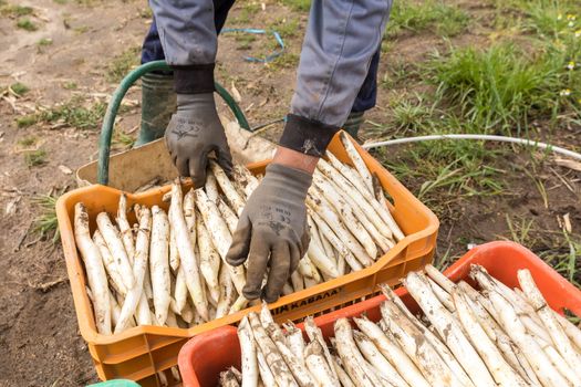 Xrisoupoli, Kavala, Greece - April 18, 2017: Immigrant seasonal farm workers (men and women) during harvesting white asparagus in the Xrisoupoli of Northern Greece.
