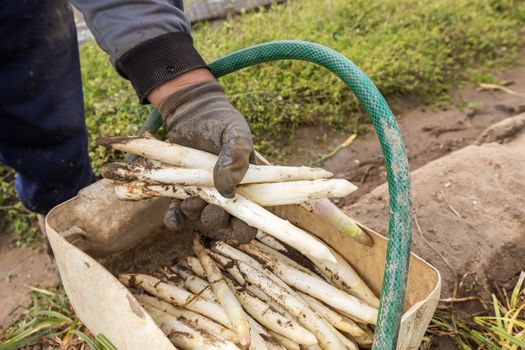 harvest white asparagus from the field