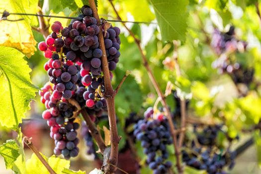 Large bunche of red wine grapes hang from a vine. Ripe grapas 