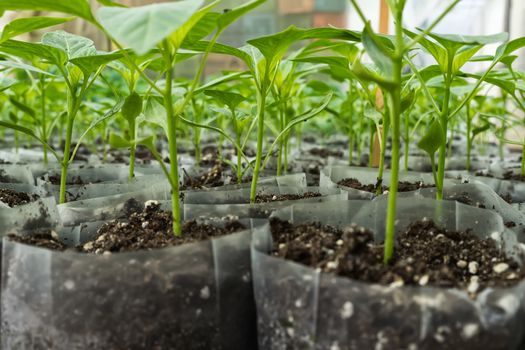 small pepper plants in a greenhouse for transplanting