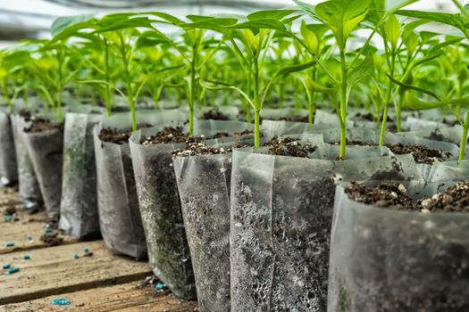 small pepper plants in a greenhouse for transplanting