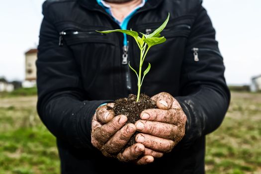 Man hands holding a green young plant. Symbol of spring and ecology concept