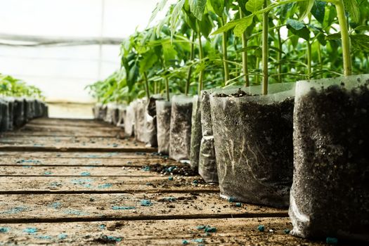 small tomato  plants in a greenhouse for transplanting