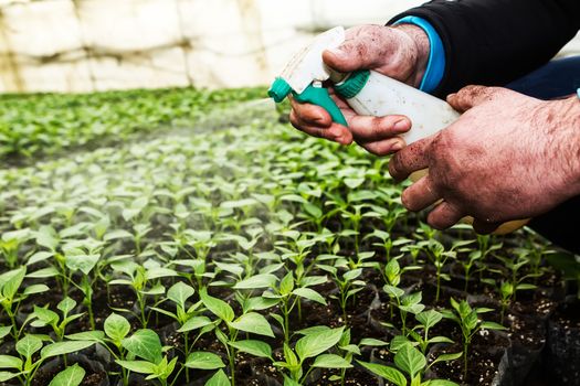 Close up in the hands of a man while spraying the small plants in a greenhouse