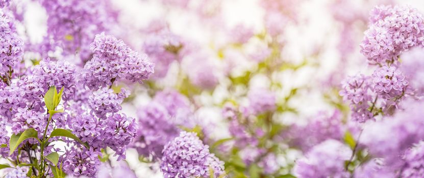 Panoramic view to spring background art with Purple lilac flowers at the blue sky background. Beautiful spring background. Copy space.