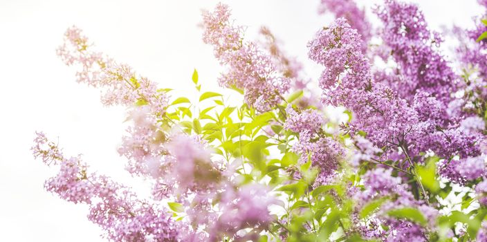 Panoramic view to spring background art with Purple lilac flowers at the blue sky background. Beautiful spring background. Copy space.