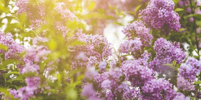 Panoramic view to spring background art with Purple lilac flowers at the blue sky background. Beautiful spring background. Copy space.