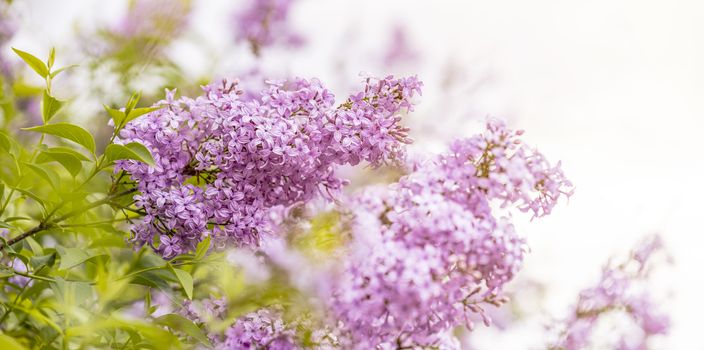 Panoramic view to spring background art with Purple lilac flowers at the blue sky background. Beautiful spring background. Copy space.