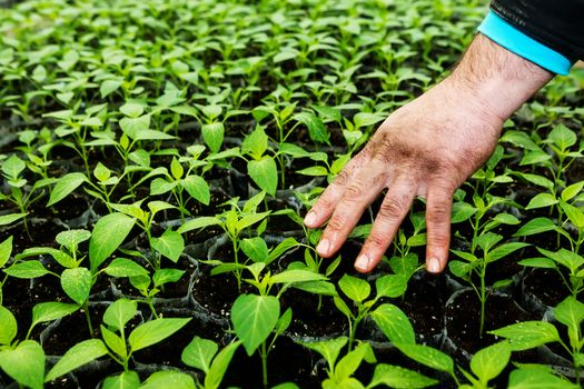 Closeup of the hands of a man who treats small pepper plants in a greenhouse