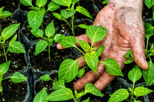 Closeup of the hands of a man who treats small pepper plants in a greenhouse