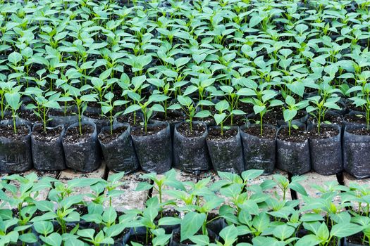 small pepper plants in a greenhouse for transplanting