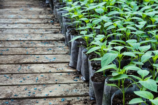 small pepper plants in a greenhouse for transplanting