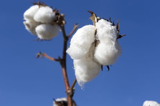 Cotton fields white with ripe cotton ready for harvesting