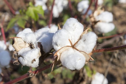 Cotton fields white with ripe cotton ready for harvesting