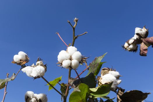 Cotton fields white with ripe cotton ready for harvesting