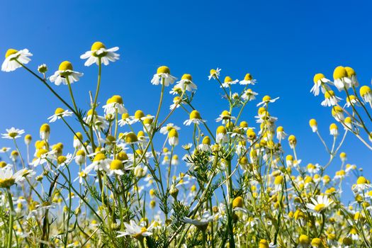 blooming chamomile in the field