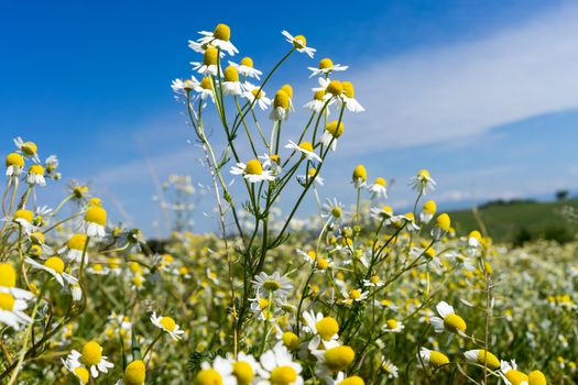 blooming chamomile in the field