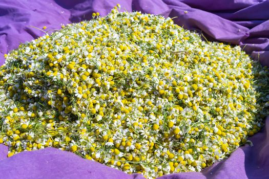 blooming chamomile in the field