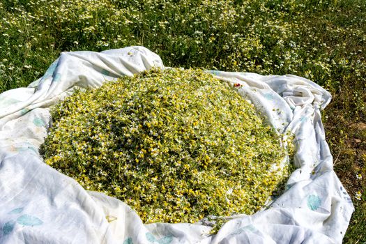 blooming chamomile in the field